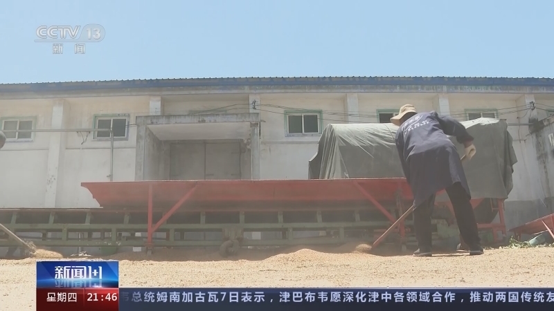 新闻1+1 《新闻1+1》 20230608 受损小麦，河南如何收购？