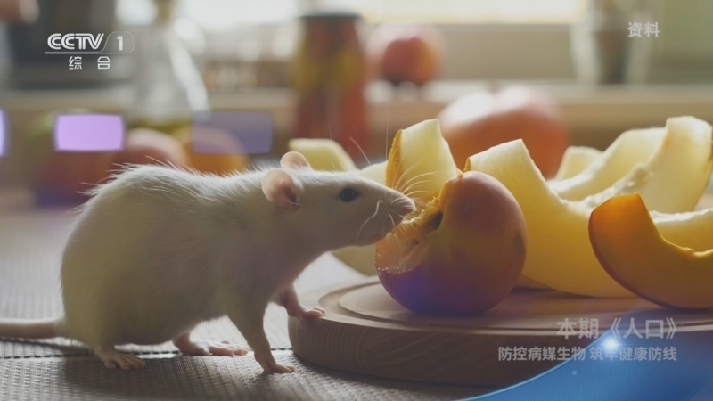 《人口》 20260401 防控病媒生物 筑牢健康防线