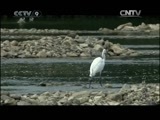 《精彩放送》 20110930 《山林里的故事》
