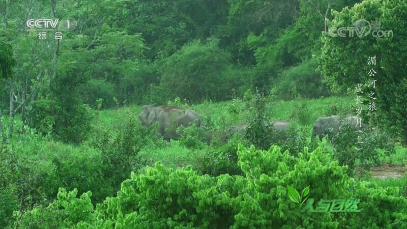人与自然 《人与自然》 20201001 湄公河之旅——成长岁月（上）