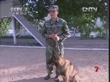 军事纪实 《军中犬霸王》 第04集 能攻善守的警戒犬 高清版