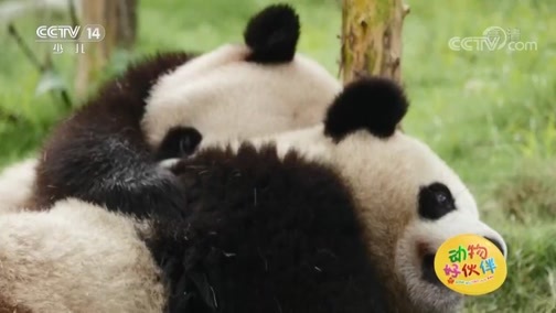 《动物好伙伴》 20190727