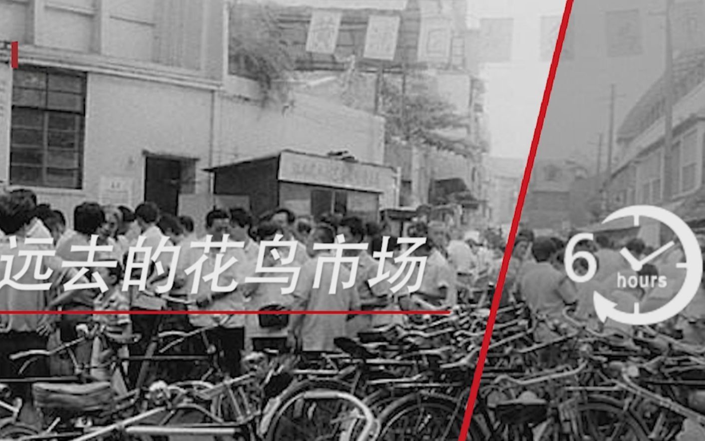 远去的花鸟市场