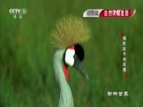 动物世界 《动物世界》 20170221 捕蛇能手细尾獴