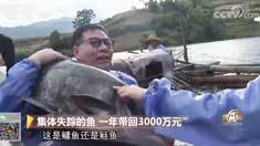 致富经 [致富经]集体失踪的鱼 一年带回3000万元 20190102