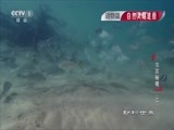 动物世界 《动物世界》 20170104 龙宫秘境（二）