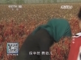 我爱发明 《我爱发明》 20140312 采椒辣手
