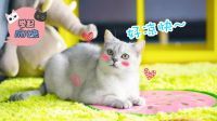 举起爪儿来 学会这4招 让猫主子夏季安心