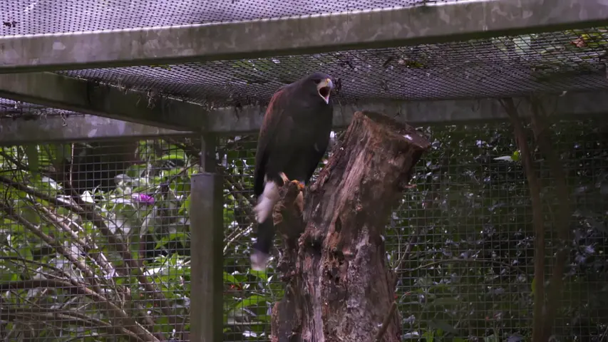 《野生动物大救兵》第3集