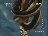 动物世界 《动物世界》 20121103