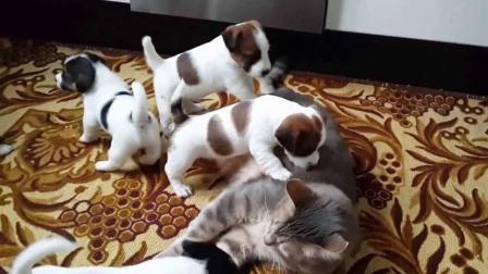 聊斋怪谈 一群小奶狗“揍”一只老猫, 狗妈：小的们干得好！