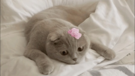猫男AaronsAnimals 第一季 猫都脱单了你竟然还是单身? 看喵星人教你正确告白方式掳获女神芳心 07