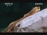 动物世界 《动物世界》 20130928 决战岩石山（下）