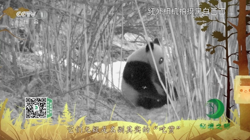 《秘境之眼》 大熊猫 20210920