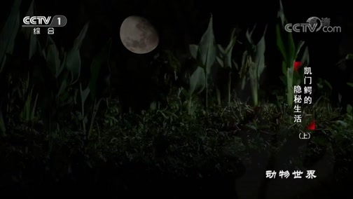 动物世界 《动物世界》 20200501 凯门鳄的隐秘生活（上）