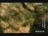 动物世界 《动物世界》 20130309 金雕 双髻鲨 蝙蝠 超能力大比拼