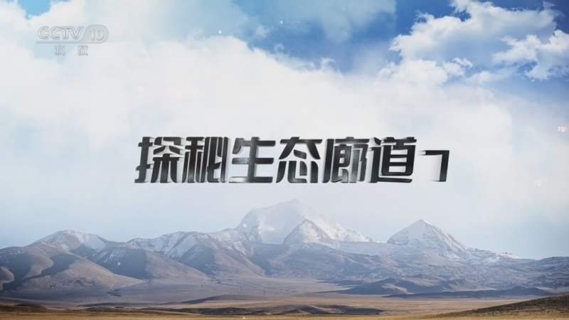 《地理·中国》 20260524 探秘生态廊道7