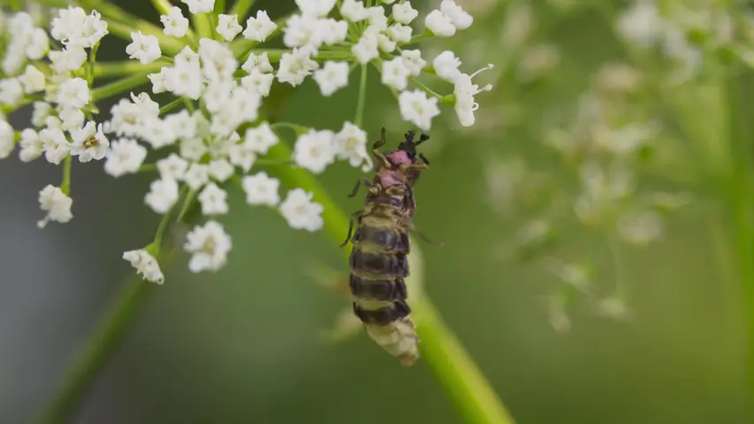 《花园的秘密》第6集