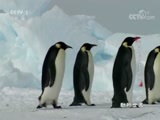 动物世界 《动物世界》 20171125 父母的奇怪行为