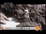 天网 警犬本色