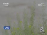 夕阳红 《夕阳红》 20170926 未曾谋面的恋人