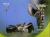 自然传奇 《自然传奇》 20171120 怪异的现象