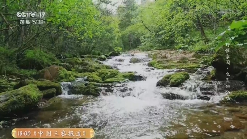 《乡土中国》 20260103 野性家园 第4集 神农架·生灵的合唱