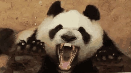如果大熊猫和藏獒打架，究竟谁能赢呢?
