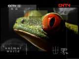 动物世界 《动物世界》 20111003