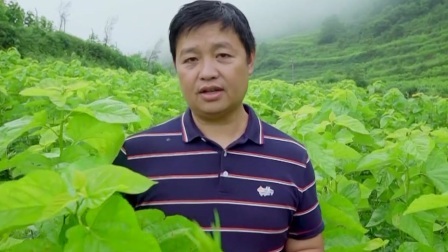 与梦想合拍 种桑成林 吐丝为宝
