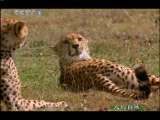 人与自然 原生故事 猎豹母亲（上） 人与自然 20100913