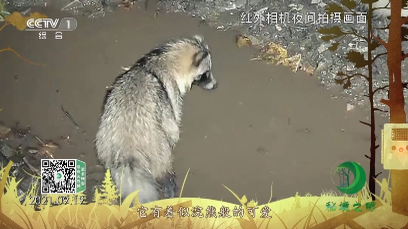 秘境之眼 《秘境之眼》 貉 20220830