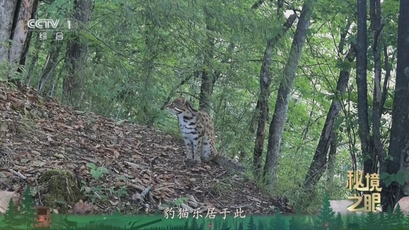 《秘境之眼》 豹猫 20260317