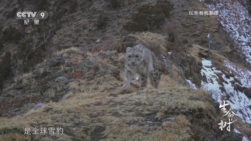 《生命树》 第4集 山谷里的雪豹