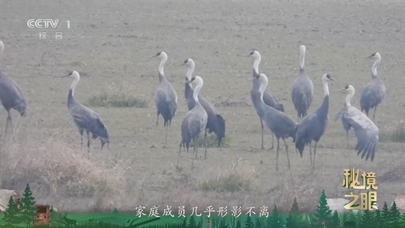 秘境之眼 《秘境之眼》 白头鹤 20260331