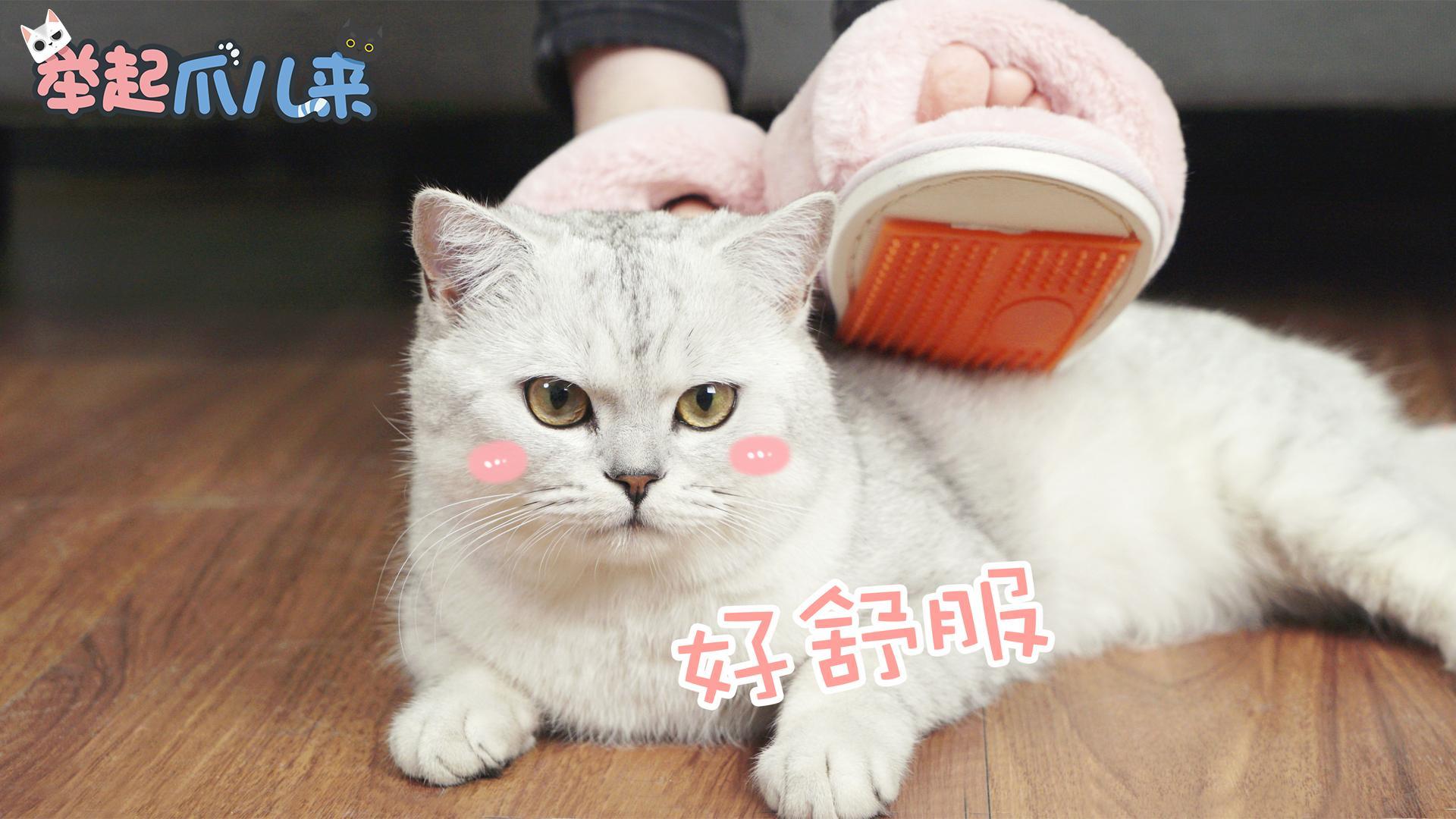 举起爪儿来 DIY撸猫神器【举起爪儿来】