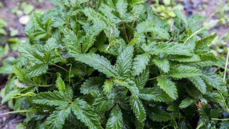 农村有种常见的植物，形似“小鸡腿”