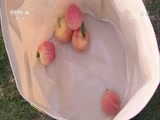 小小智慧树 《小小智慧树》 20170920