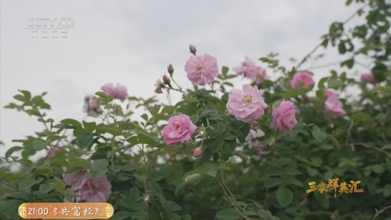 三农群英汇 《三农群英汇》 20260126 花田寻香记
