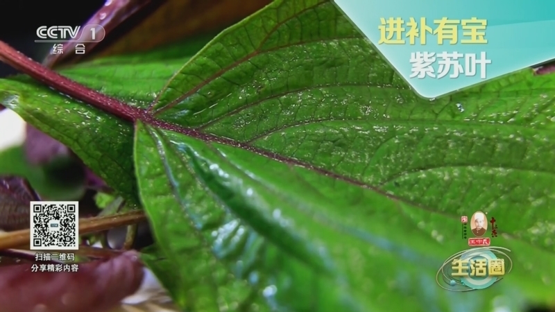 生活圈 《生活圈》 20230925