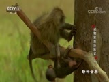 动物世界 《动物世界》 20171128 动物家族历险记（一）