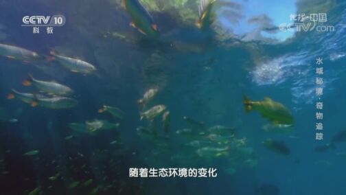 地理中国 《地理·中国》 20200722 水域秘境·奇物追踪
