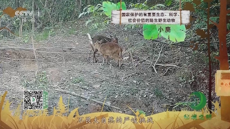 秘境之眼 《秘境之眼》 小麂 20230411