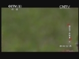 动物世界 《动物世界》 20140329 捕猎场上的较量（四）