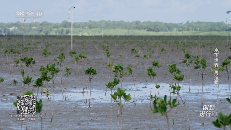 《创新进行时》 20251029 水下世界“再造师”