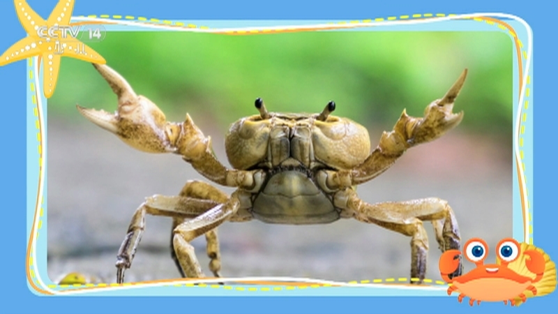 《小小智慧树》 20260331