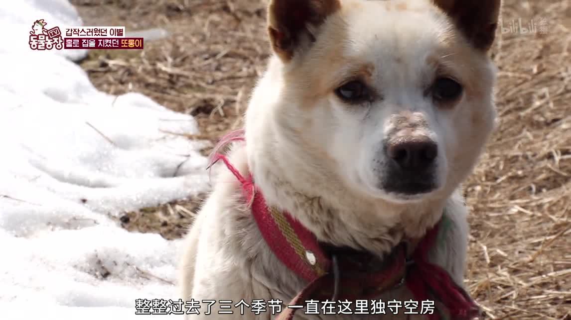 超级调皮的小熊猫