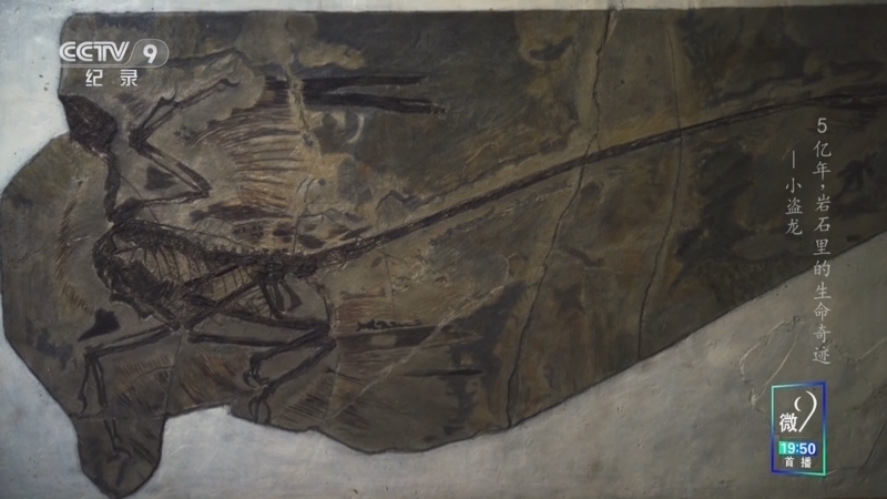 《5亿年 岩石里的生命奇迹 第一季》 第15集 小盗龙