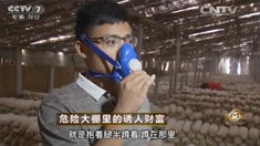 致富经 [致富经]危险大棚里的诱人财富 20160620