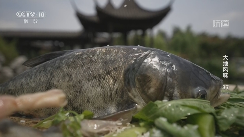 《味道》 20260616 大地风味(37)